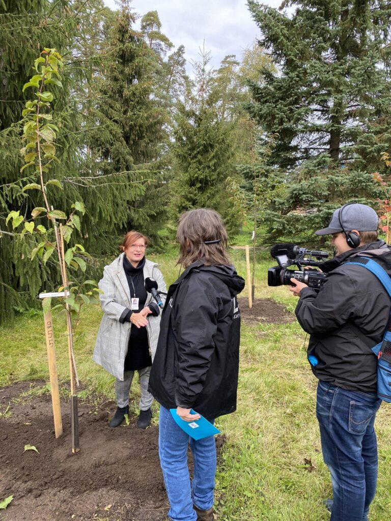 Lappeenrannan kirsikkapuistosta tulee yksi Suomen suurimmista!